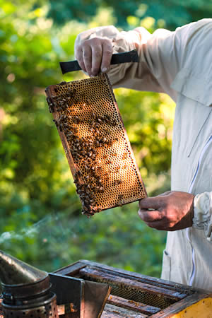 The Beekeeping Year Begins With a Hive Inspection