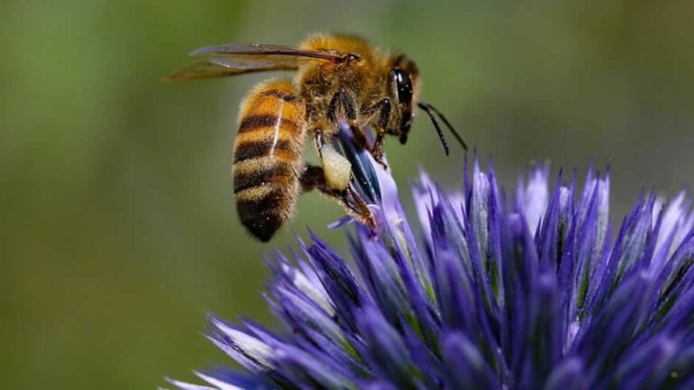 Honey Bee Working a Flower