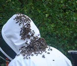 Bees on Beekeeper