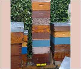 A bee Hive Stacked High with Supers (Honey boxes)
