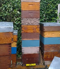 A bee Hive Stacked High with Supers (Honey boxes)