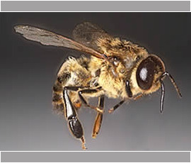 A Honeybee Drone (Male Bee)
