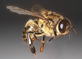 A Honeybee Drone (Male Bee)