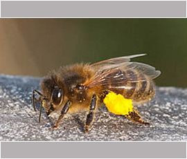 A Honeybee with Pollen on its Legs
