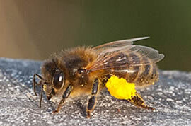 A Honeybee with Pollen on its Legs