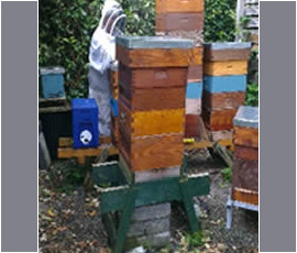 Inspecting Hives