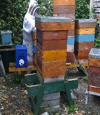 Inspecting Hives
