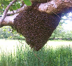 A Swarm on a Branch