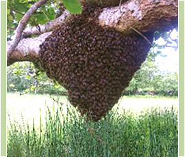 A Swarm on a Branch