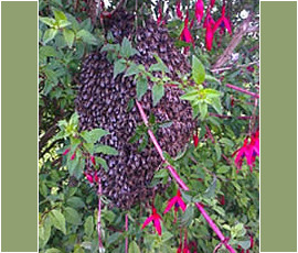 A Swarm in a Fuchsia Bush