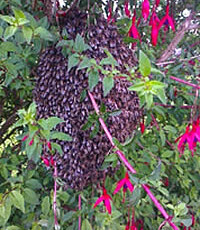 A Swarm in a Fuchsia Bush